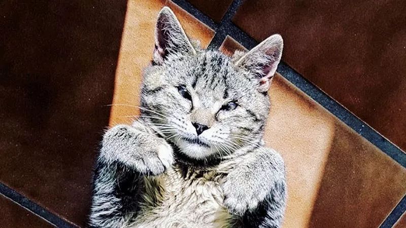 一只猫治愈了抑郁症,猫竟然能治愈抑郁症