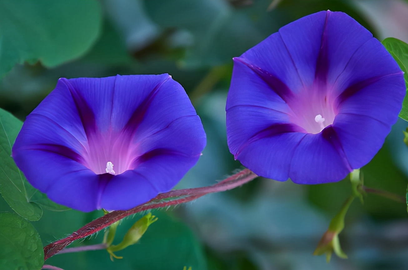 生活中常见的花语大全,生活中常见花卉花语