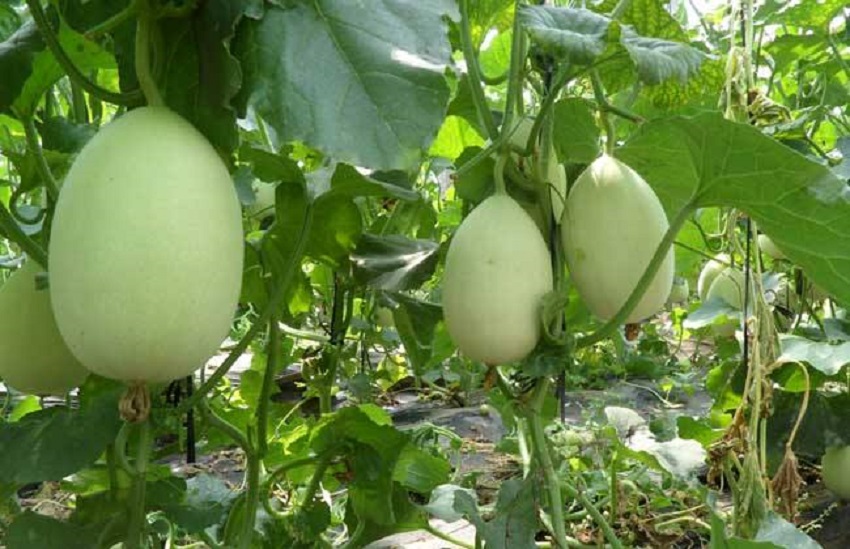 薄皮甜瓜育苗教程,薄皮甜瓜嫁接方法