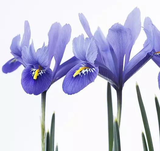 花语大全：各种鲜花的花语，不同颜色寓意也不一样啊