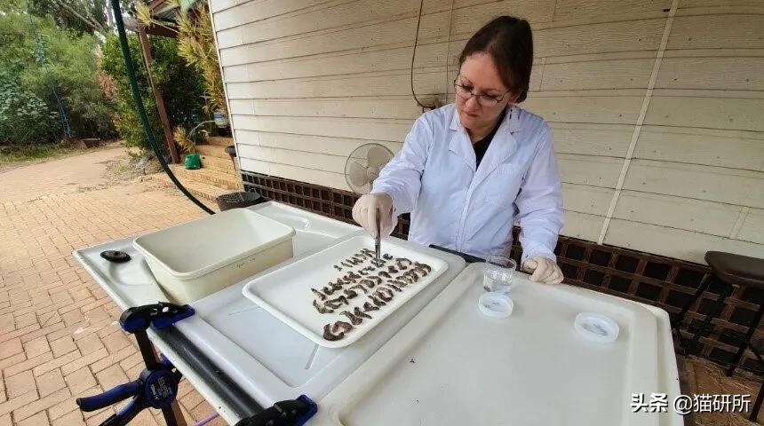 流浪猫的孩子野性也大吗,流浪猫的灵性有多可怕