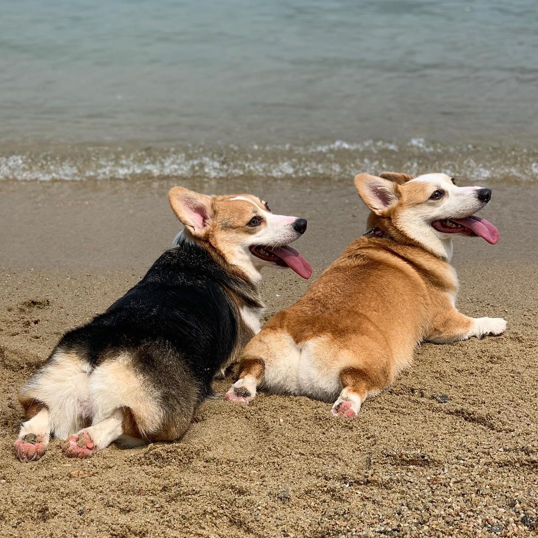 小短腿柯基走路的样子,短腿柯基王主人