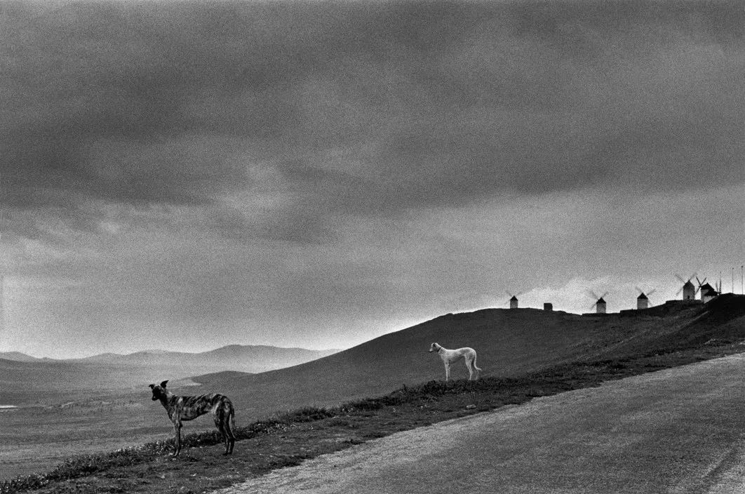 犬的记忆｜世界摄影经典