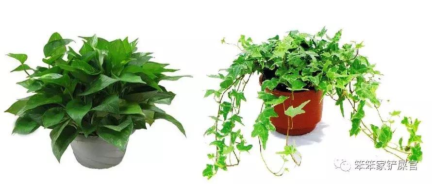 猫咪食物中毒怎么解毒,猫咪误食有毒植物的症状