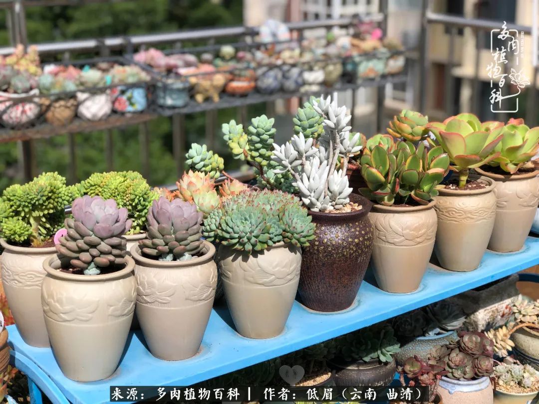 多肉怎么养度夏,多肉怎么养之度夏篇