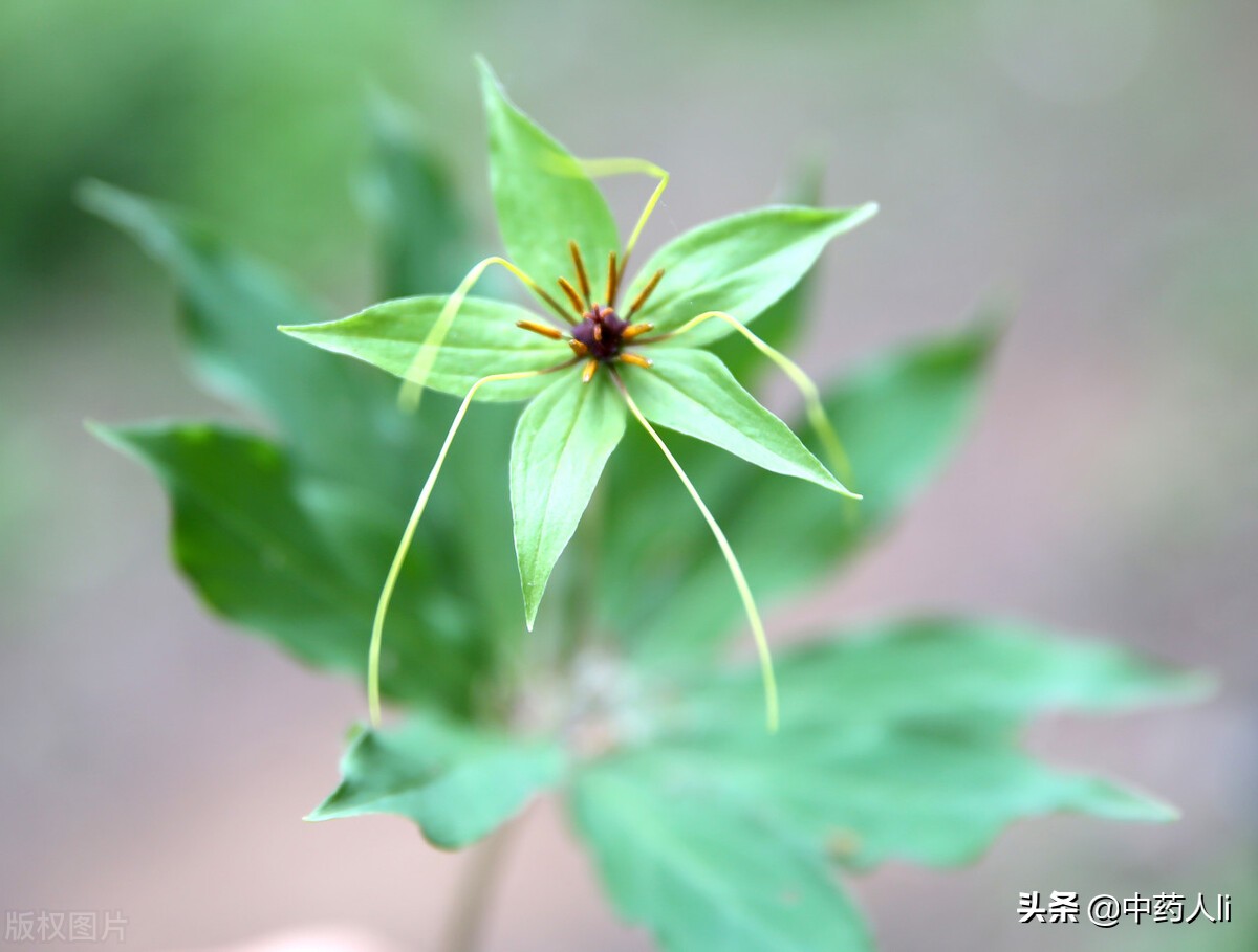 公认十大抗癌中草药,抗癌中药重楼的功效
