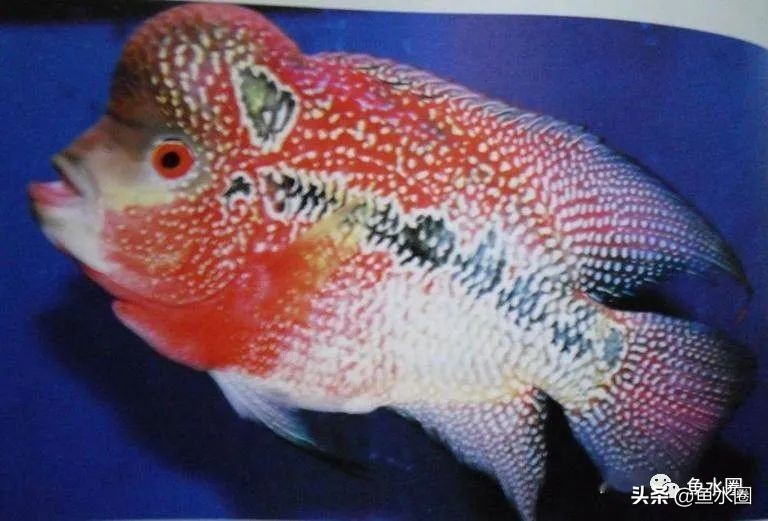 罗汉鱼身上亮片少是什么品种,罗汉鱼血麒麟和火凤哪个品种好