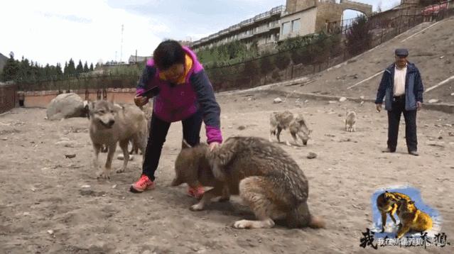 哈士奇养成狼,狼被养成了哈士奇