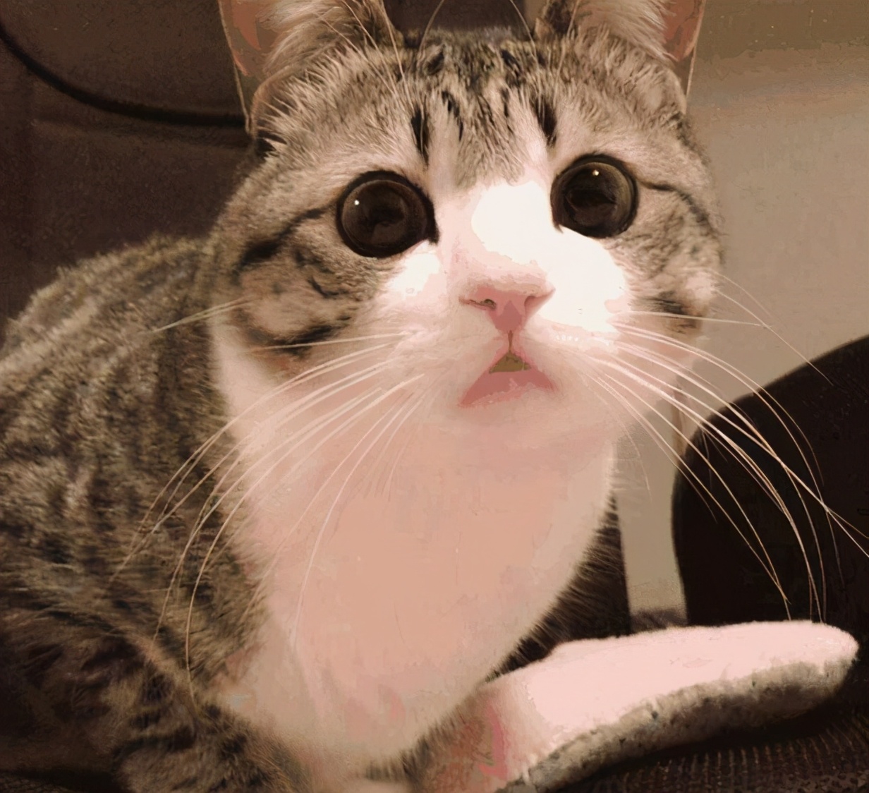 化毛膏是药品吗,化毛膏和片有啥区别