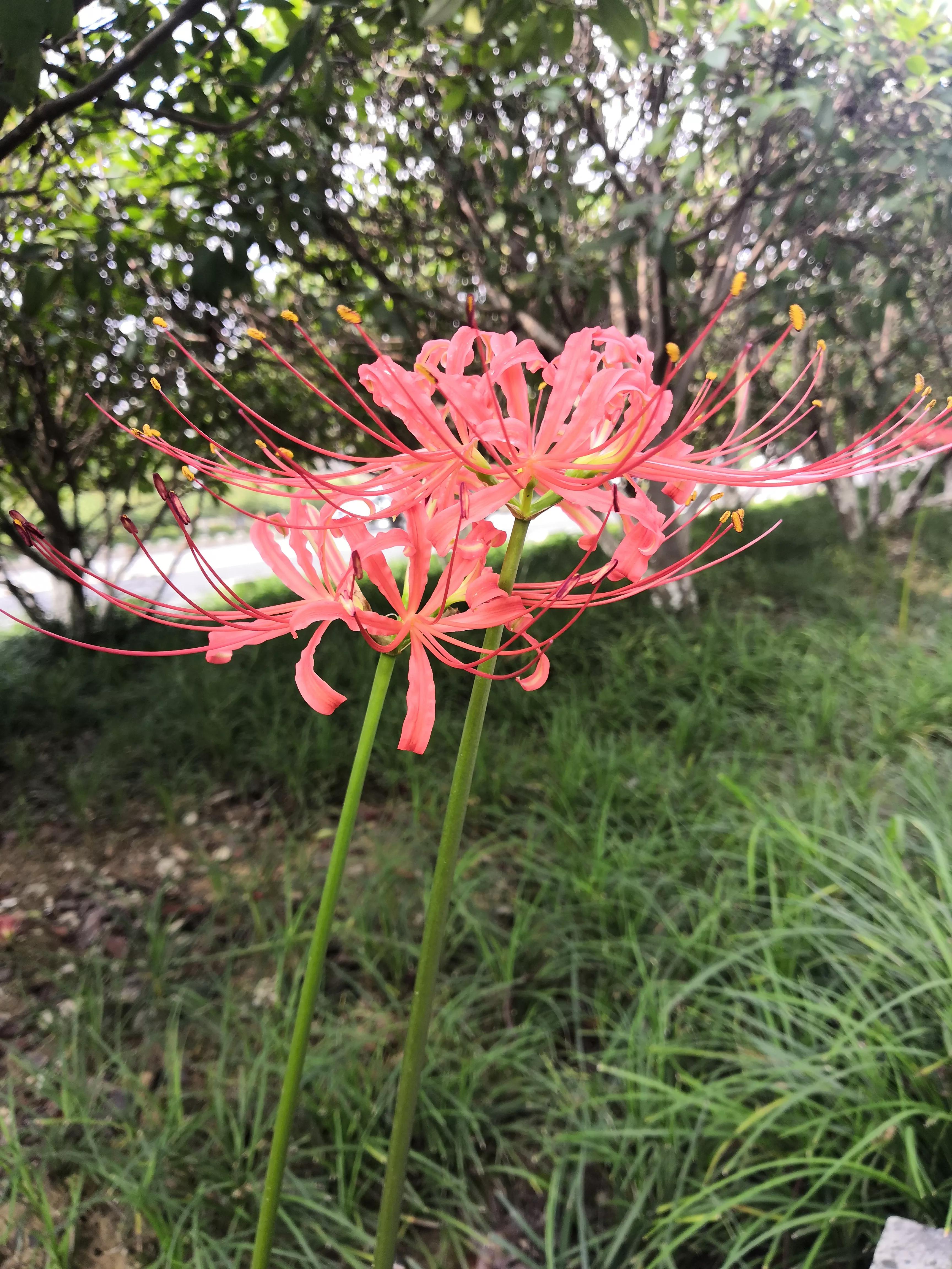 曼珠沙华有毒吗怎么养 (曼珠沙华有毒)