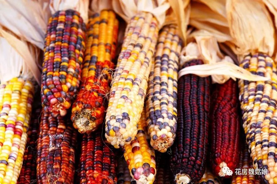 环球旅行感恩节,感恩节旅途