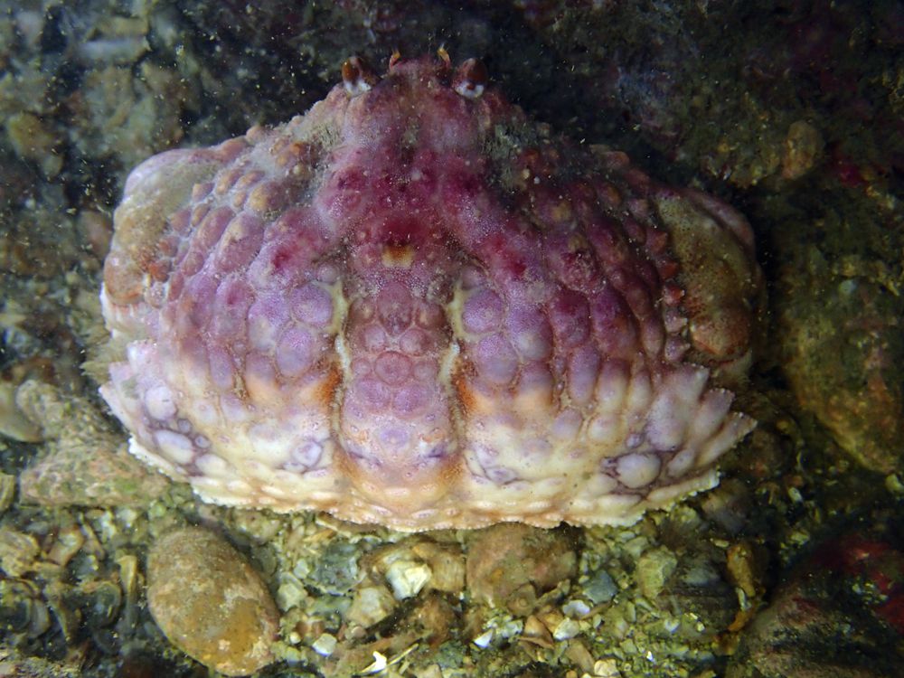 深圳海滩螃蟹品种,深圳海边的螃蟹品种