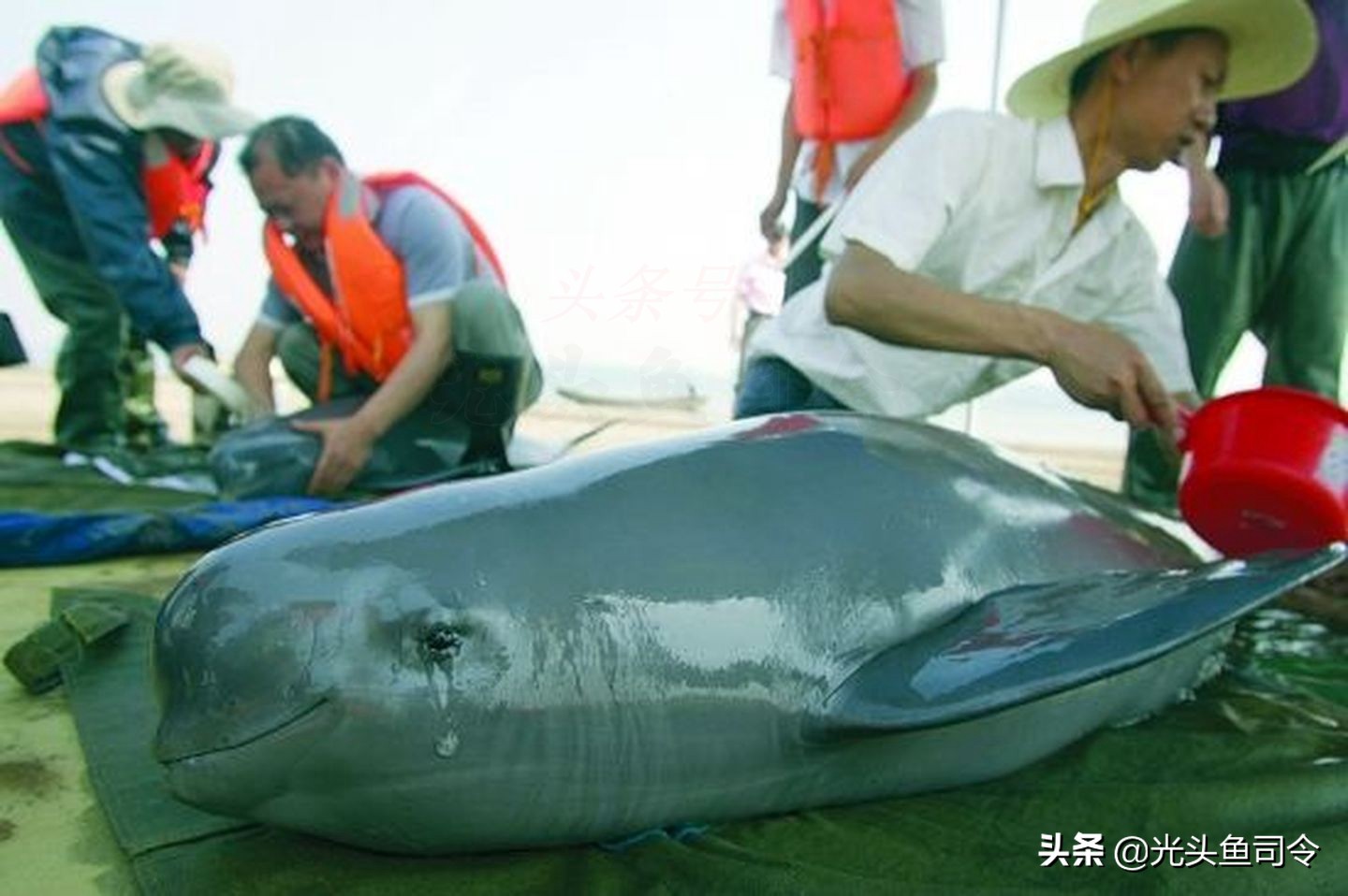 长江保护鱼类,有关长江鱼类资源保护