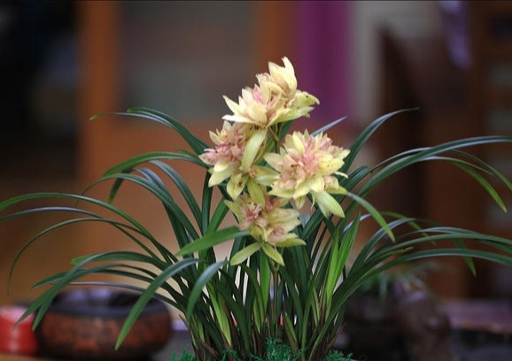 建兰花如何养护,建兰花几月份开花