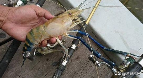 湄公河什么虾泛滥成灾,湄公河河虾为什么泛滥成灾了呢