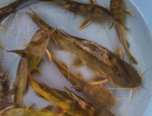 邵阳的十大首富,邵阳的十大女明星