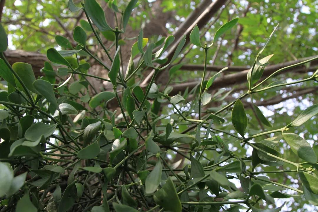 寄生植物科普知识 (有价值寄生植物有哪些)