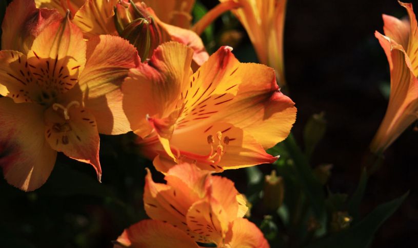 50种鲜切花花语,每个花艺师都要知道