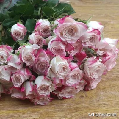 最好的进口玫瑰,进口玫瑰品种