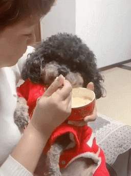 泰迪犯错该怎么惩罚她,泰迪犯错了怎么才能让它长教训