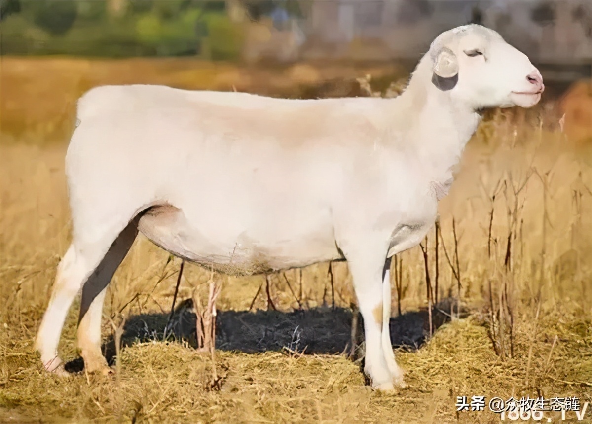 世界上最好的羊是哪个羊,世界最好的羊排名前十