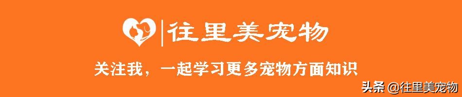 靠谱的宠物医院,好的宠物医院必须有哪些东西