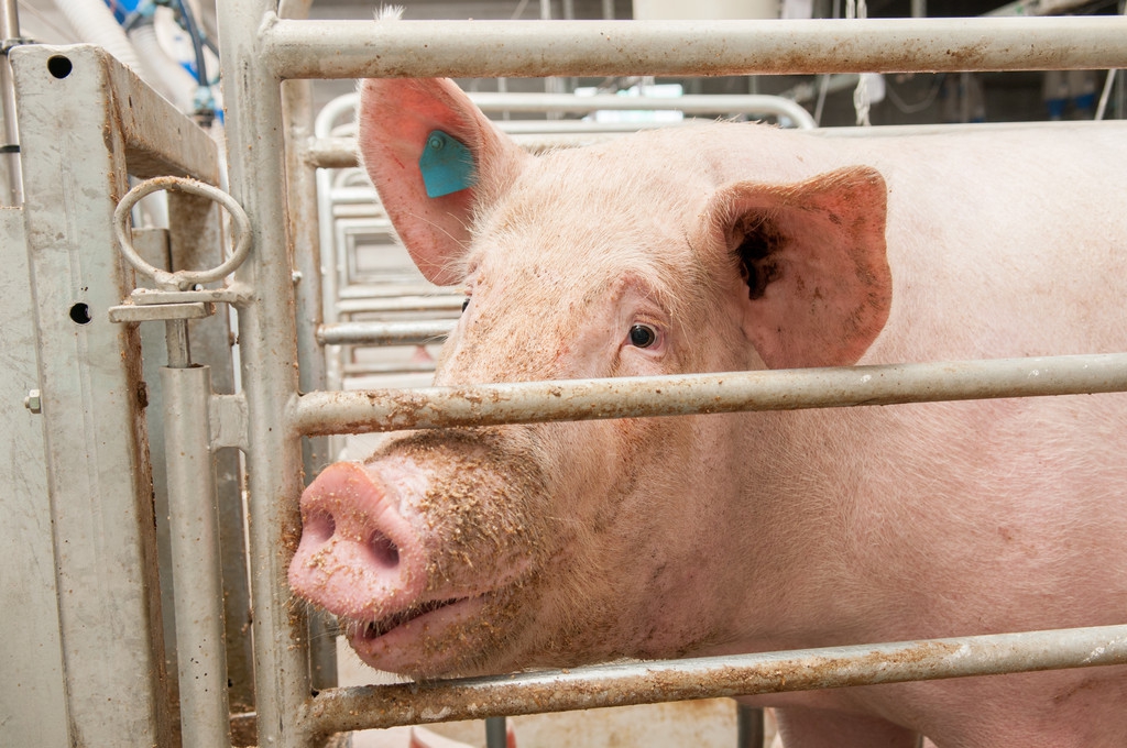 猪厌食呕吐怎么回事,猪呕吐黄色粘稠状的液体怎么回事