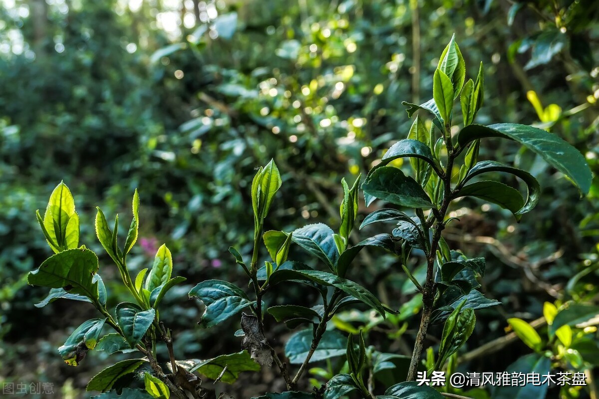 云南六大茶山普洱茶价格,六大茶山2012年黄印品牌普洱茶