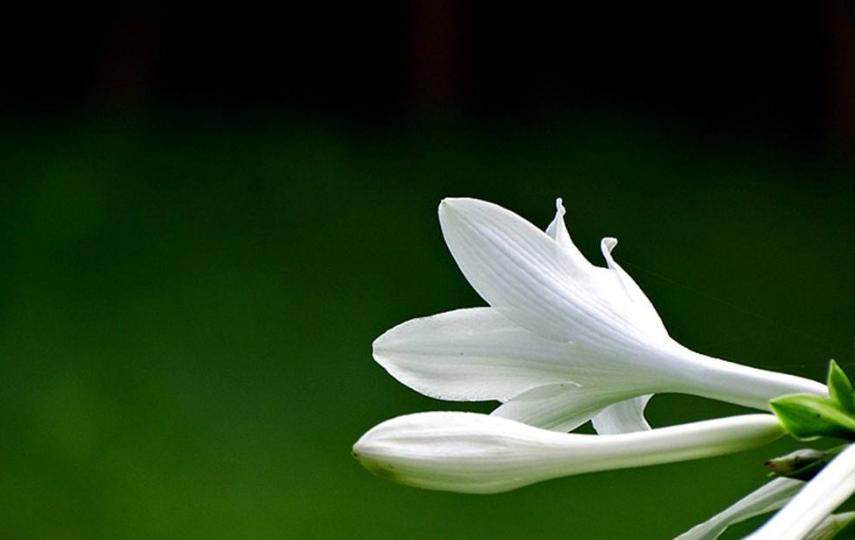 有关玉簪花的古诗词,古诗暗香的诗句