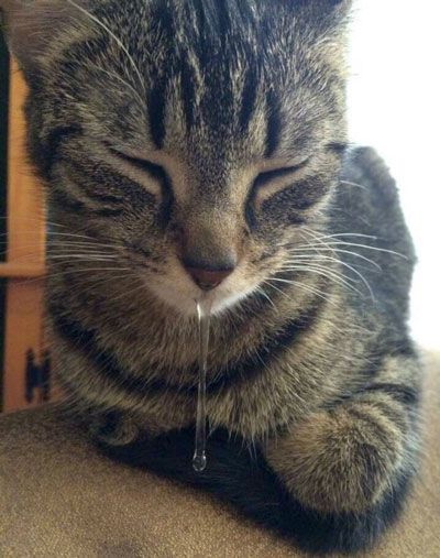 猫咪流口水是不是食物中毒,猫咪流口水还发臭应该吃什么药