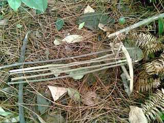 家养的鸟放生还能继续活下去吗,笼养鹦鹉放生能存活吗