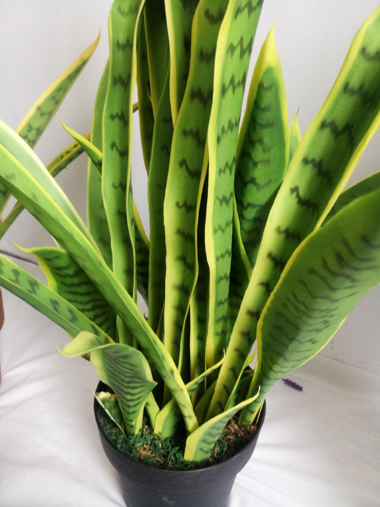 虎皮兰不浇水也烂怎么回事,虎皮兰不爱长