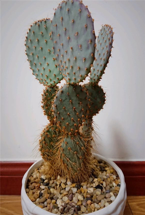 仙人掌长成圆柱形,仙人掌盆栽怎样养得宽大肥厚