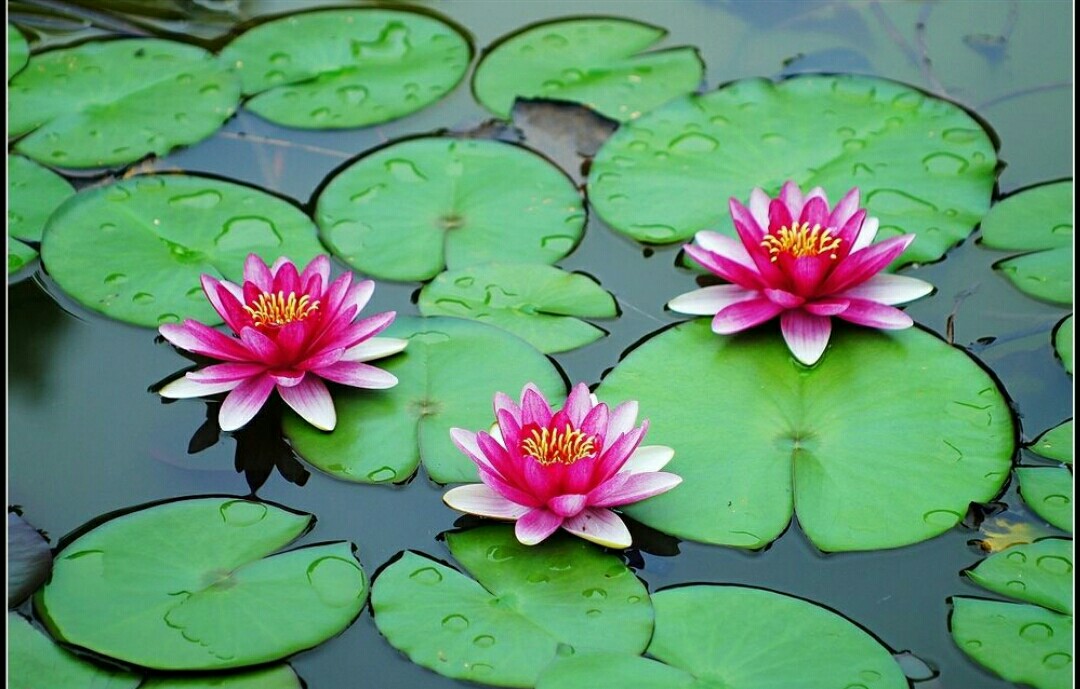 睡莲怎么养才有开花的现象,睡莲在室内如何养护才能快速开花