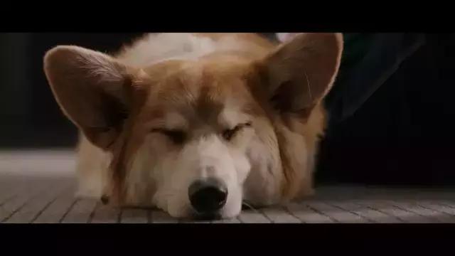 狗狗的第二次重生怎样取名字,狗狗轮回的一生