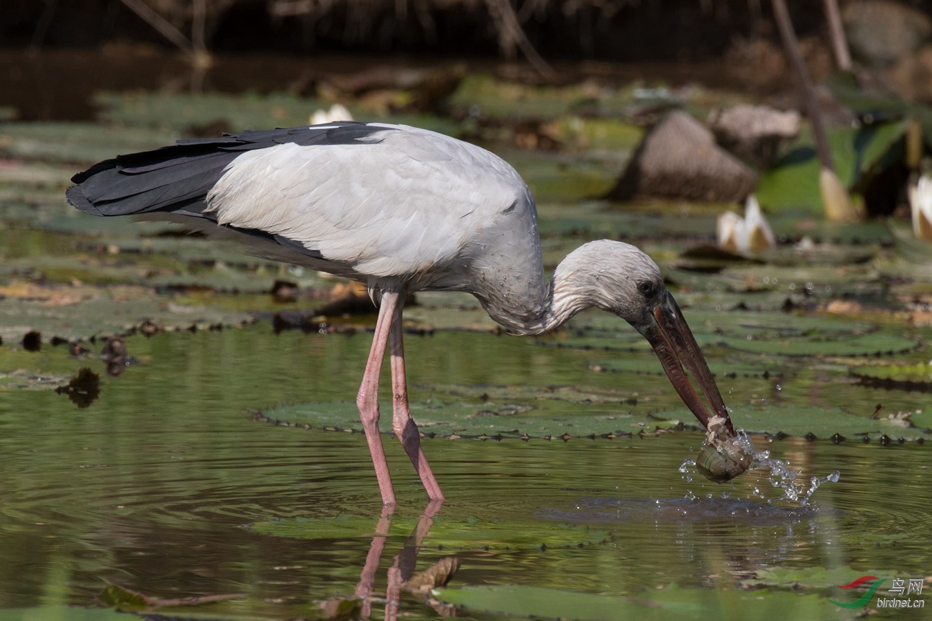 福寿螺的天敌终于出现,泛滥成灾的福寿螺终于有天敌