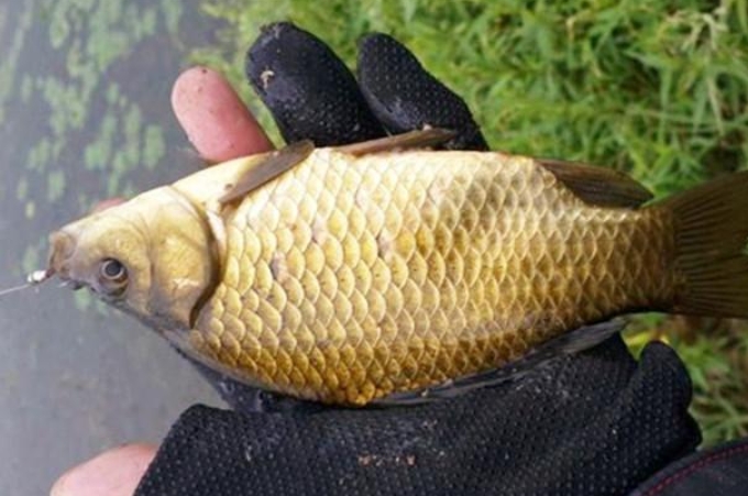 酒米打窝没有鱼怎么回事,酒米窝料抛不远怎么办