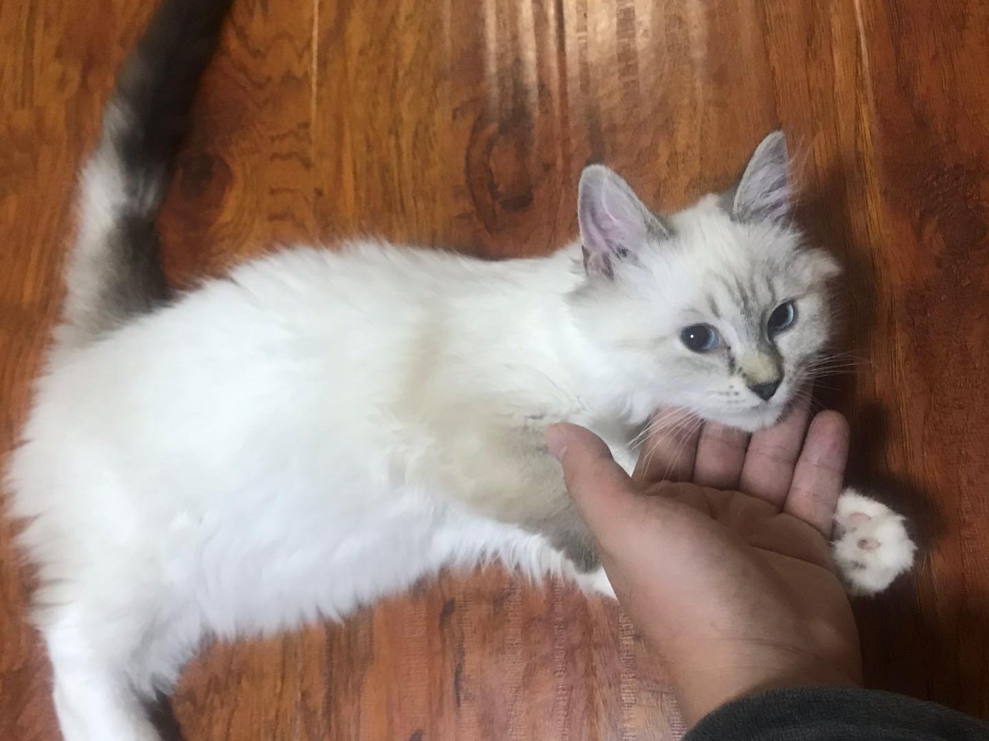 猫咪脂溢性皮炎猫吃什么药,猫得脂溢性皮炎怎么治疗