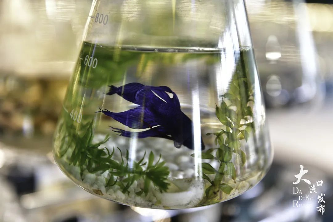 大渡口太空梦幻农场,大渡口万达广场太空梦幻农场