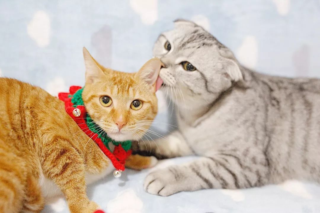 养猫咪新手入门必知疫苗怎么打,新手养猫疫苗怎么打