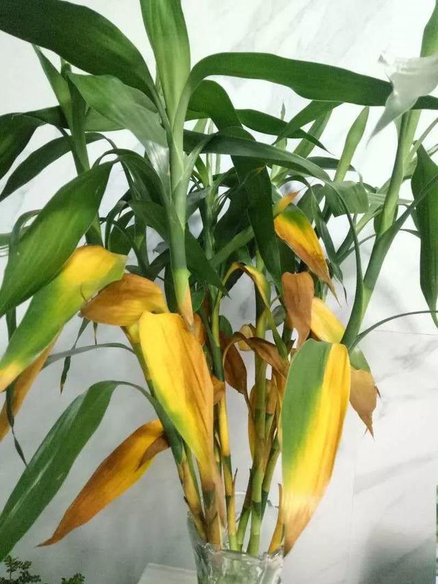 富贵竹爱长红蜘蛛吗,富贵竹黄叶爱喝什么水