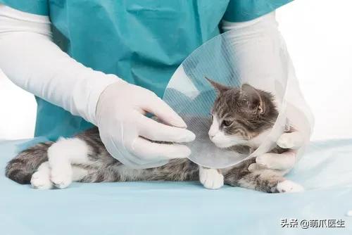 猫咪软便和拉稀的区别是什么,猫咪软便拉稀是如何处理