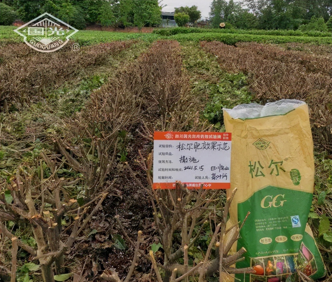 茶树开花影响产量吗,茶树开花结果是什么原因