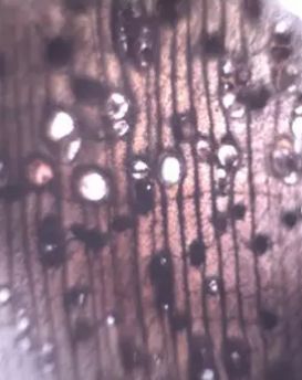 黄檀和黄花梨的区别,买天然正品黄花梨