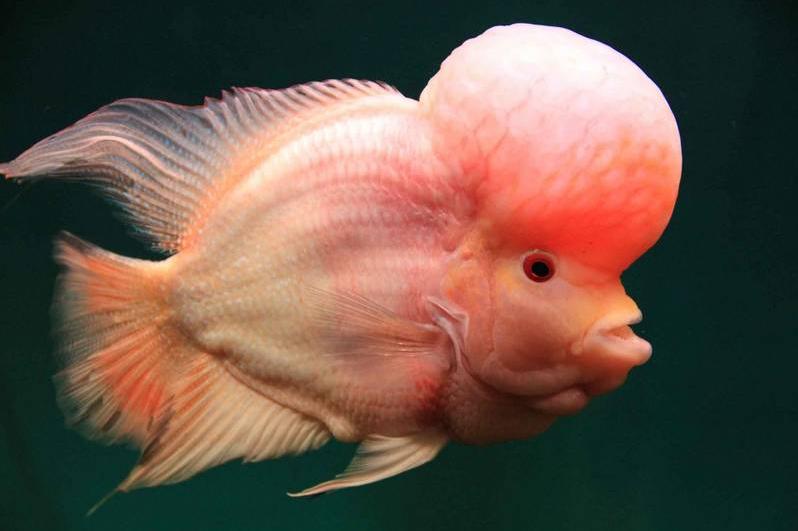 如何养罗汉比较活跃,养罗汉注意哪些