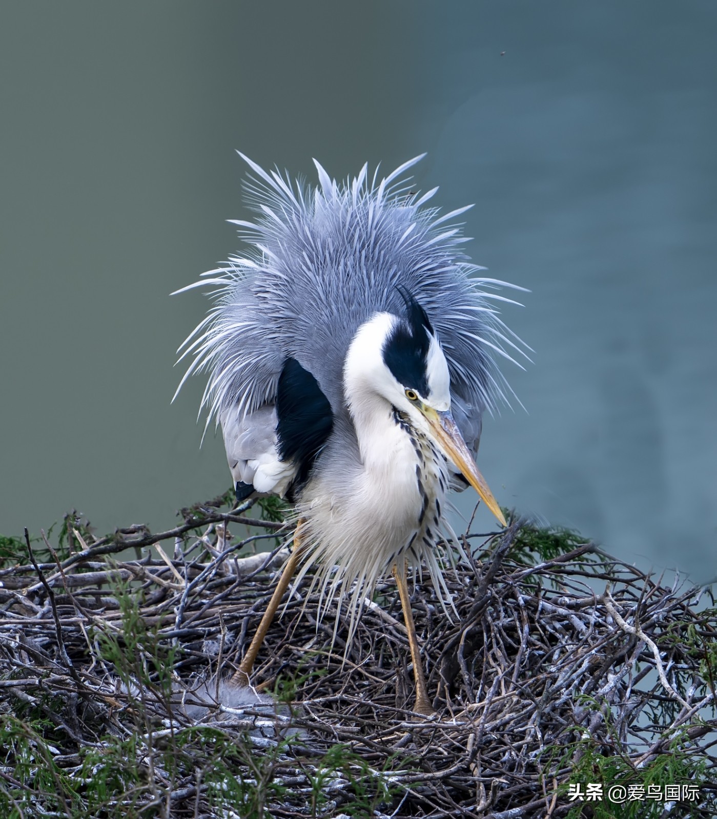 鸟类最好看的照片,100张绝美鸟类图片