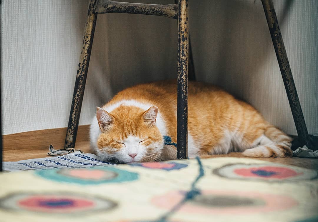 猫咪真菌感染和球菌感染怎么治疗,猫病症状大全书