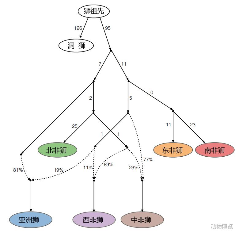 狮族南北战争：南方狮一直在蚕食北方狮的领地