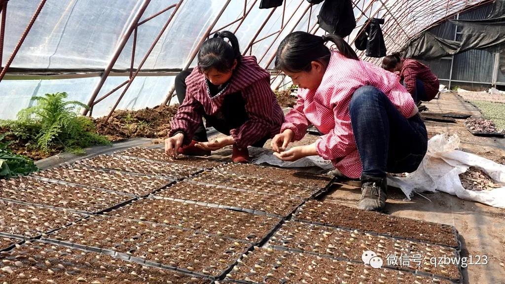 曲周县西木多肉科技,河北曲周多肉植物批发