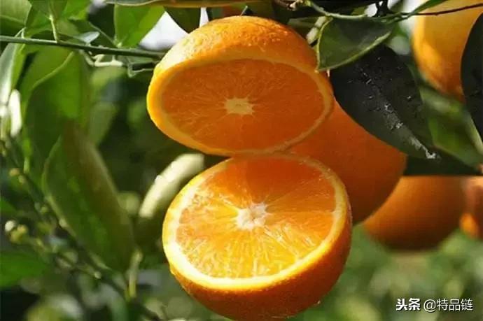 发现商家销售假的赣南脐橙,爆料食品视频